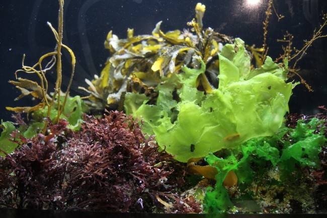 Bretagne Algen: Meeressalat und andere an der Bretagne-Küste vorkommende Algenarten