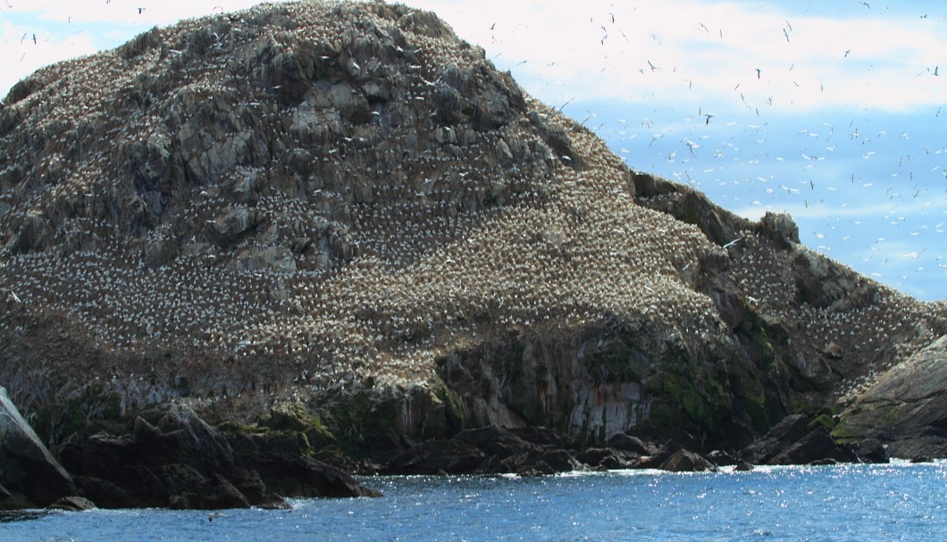 Bretagne Inseln-Sept-Îles: Die Basstölpel-Kolonie