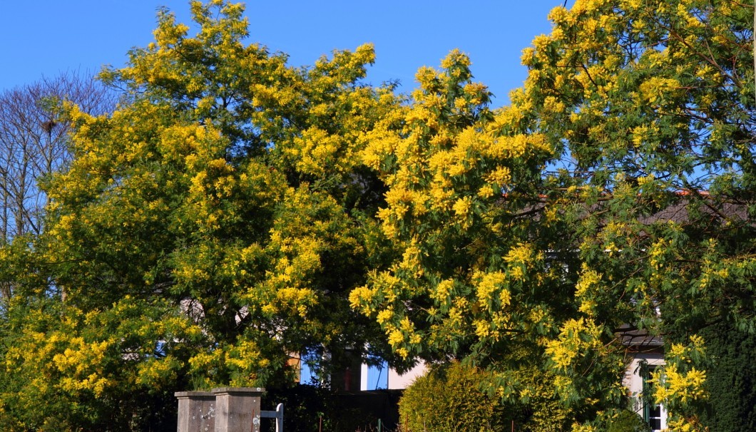 Bretagne-Gärten - Mimose