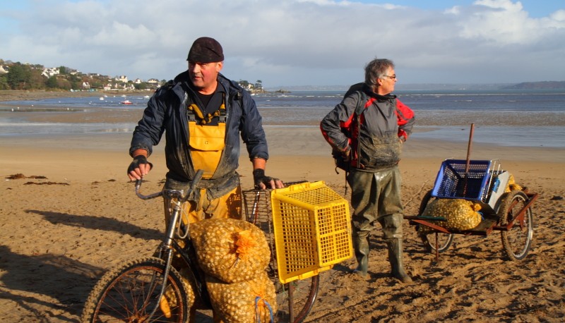 Bretagne Gezeiten Fischerei: Sammler von Herzmuscheln