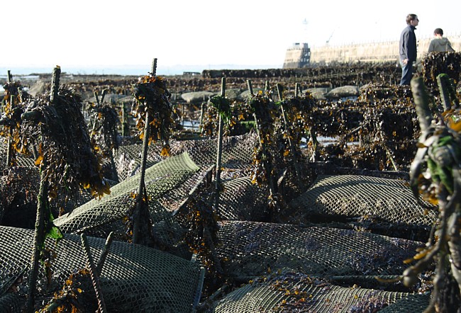 Bretagne-Nordk&uuml;ste Cancale: Austern-Zucht.