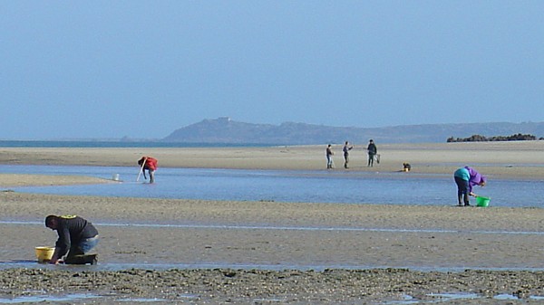 Gezeiten in der Bretagne: Fischerei zu Fuß.