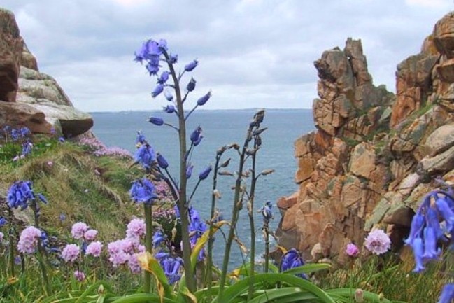 Bretagne Natur: Vegetation an der Pointe de Primel im Frühling.