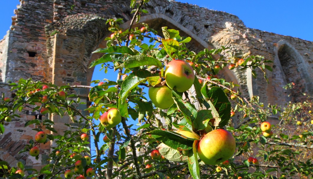 Die Abbaye de Beauport: Die Ruine der Abteikirche - Gotik mit Äpfeln