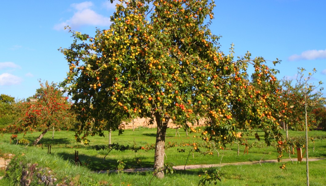 Die Abbaye de Beauport: Apfelbäume