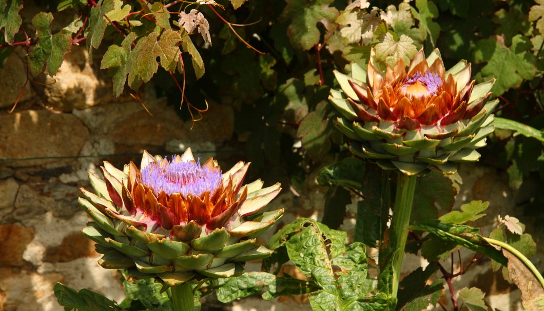 Abtei Daoulas - Artischockenblüten im Garten