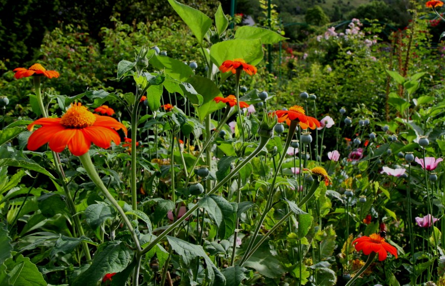 Der Garten von Monet in Giverny