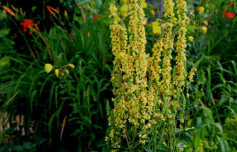 Der Garten von Monet in Giverny