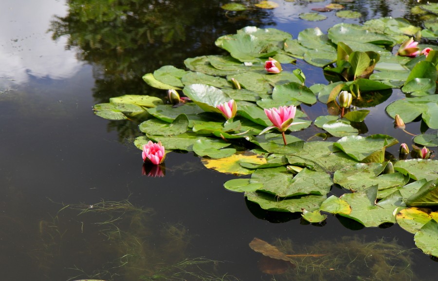 Der Garten von Monet in Giverny