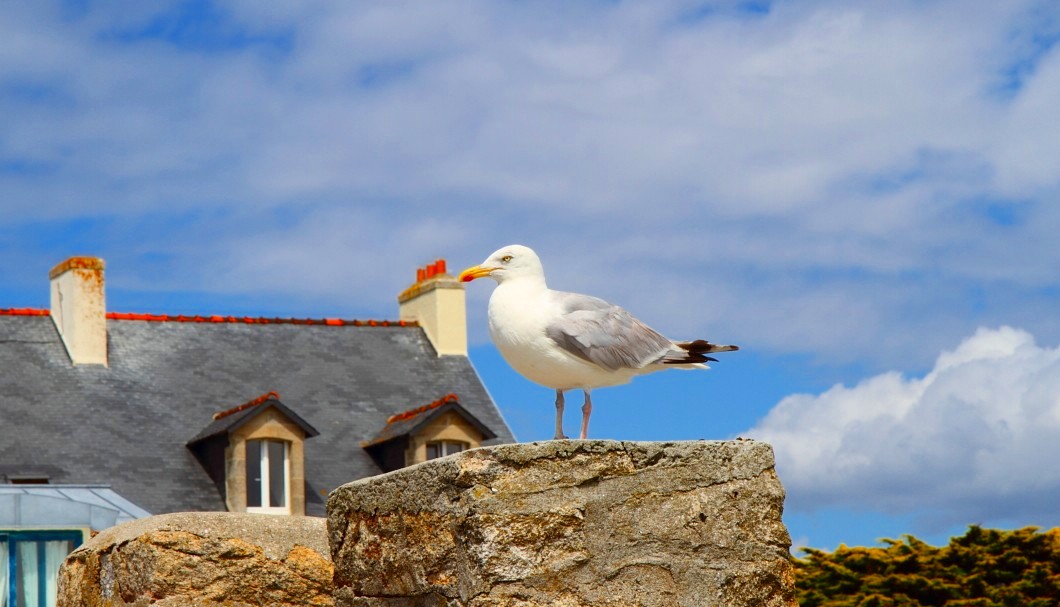 Die Glénan-Inseln in der Bretagne - St-Nicolas