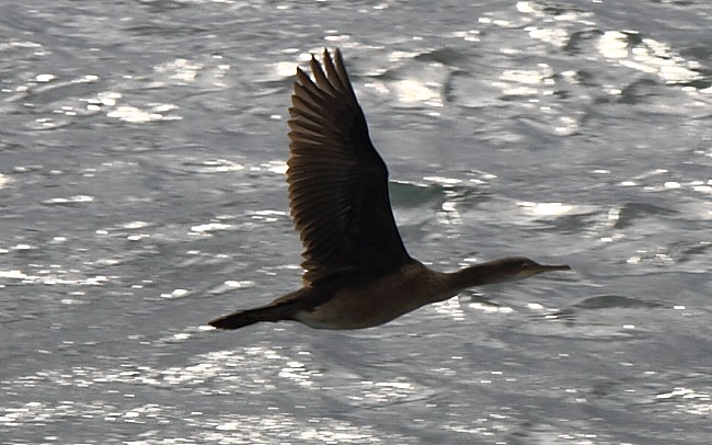 Ferienhaus Bretagne Urlaub: Kormoran