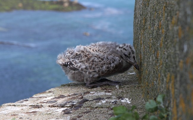 Ferienhaus Bretagne Urlaub: Mövenjunges auf der Insel Château du Taureau