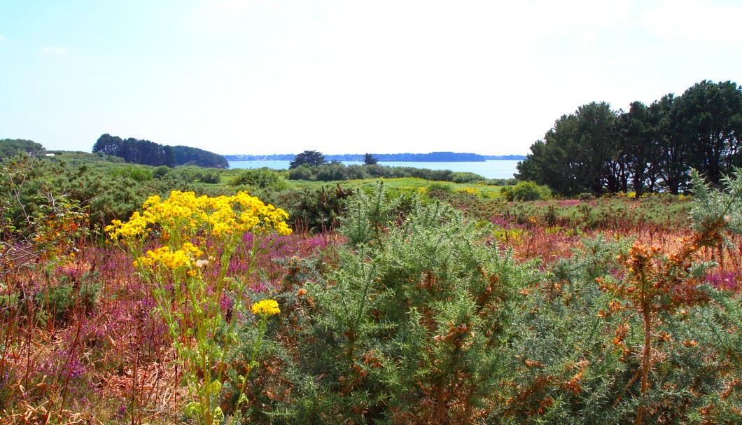 Bretagne Insel Île aux Moines - Vegetation