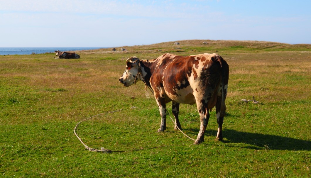 Bretagne Insel Île de Batz