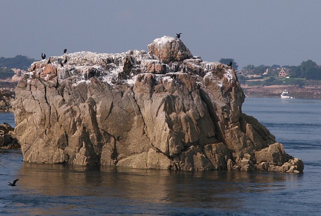 Bretagne Insel Île de Bréhat: Kormorane.