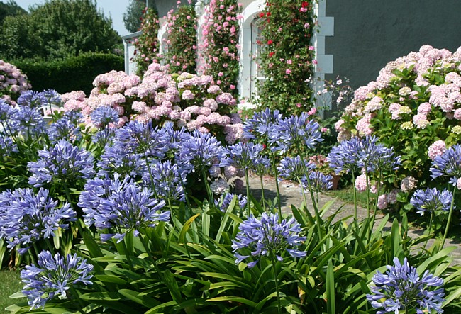 Bretagne Insel Île de Bréhat: Blumenpracht.