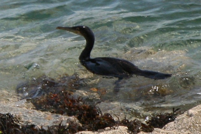 Bretagne Insel Île de Bréhat:Kormoran bei der Jagd.