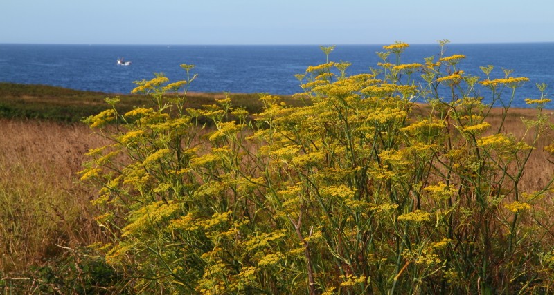 Bretagne Insel Molène: Der Küstenweg