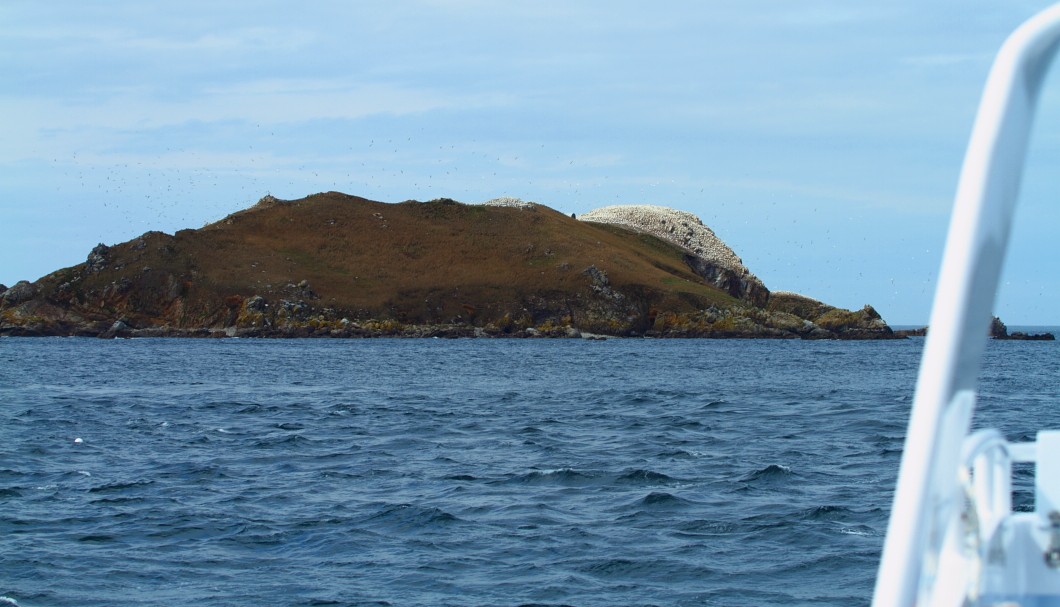 Bretagne Inseln-Sept-Îles: Die Basstölpel-Kolonie