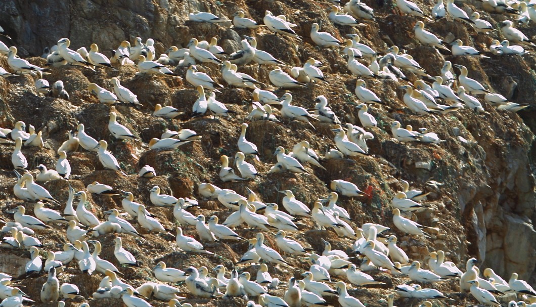 Bretagne Inseln-Sept-Îles: Die Basstölpel-Kolonie