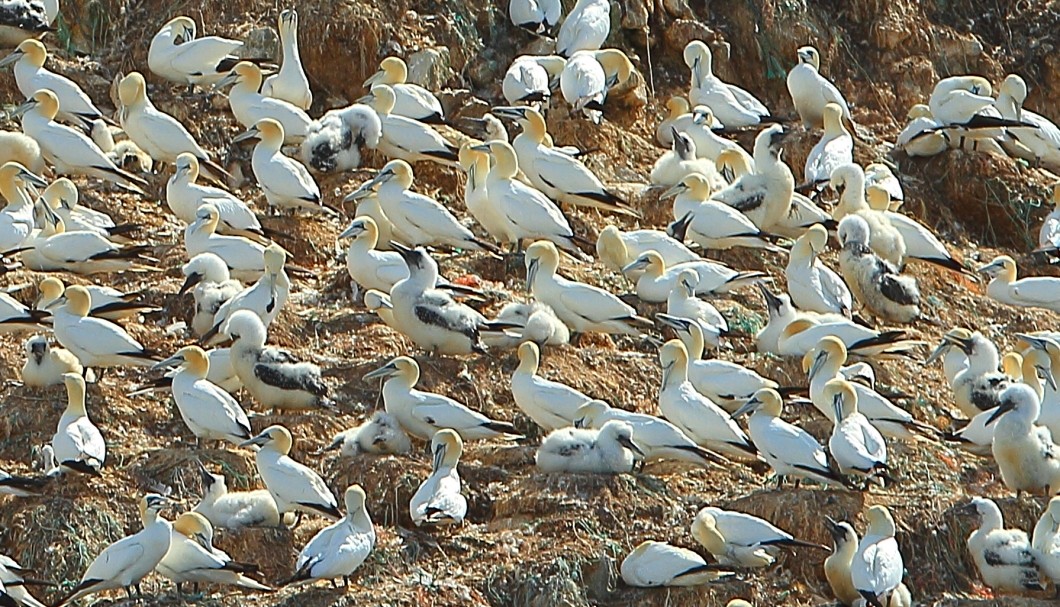 Bretagne Inseln-Sept-Îles: Die Basstölpel-Kolonie