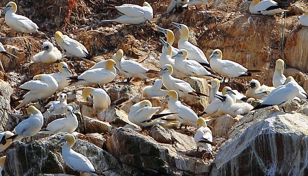 Bretagne Inseln-Sept-Îles: Die Basstölpel-Kolonie