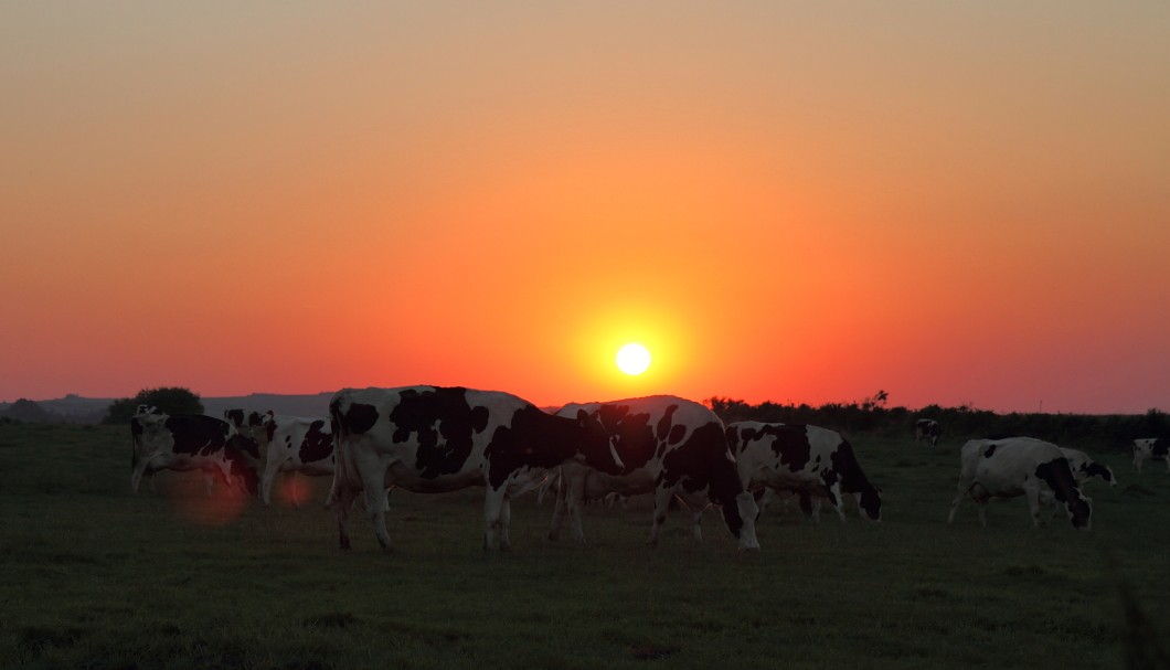 An vom Zauber des Sonnenaufgang unbeeindruckten Kühen vorbei ...