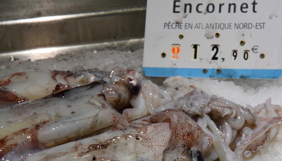 Meeresfrüchte Wörterbuch Französisch-Deutsch: Tintenfisch