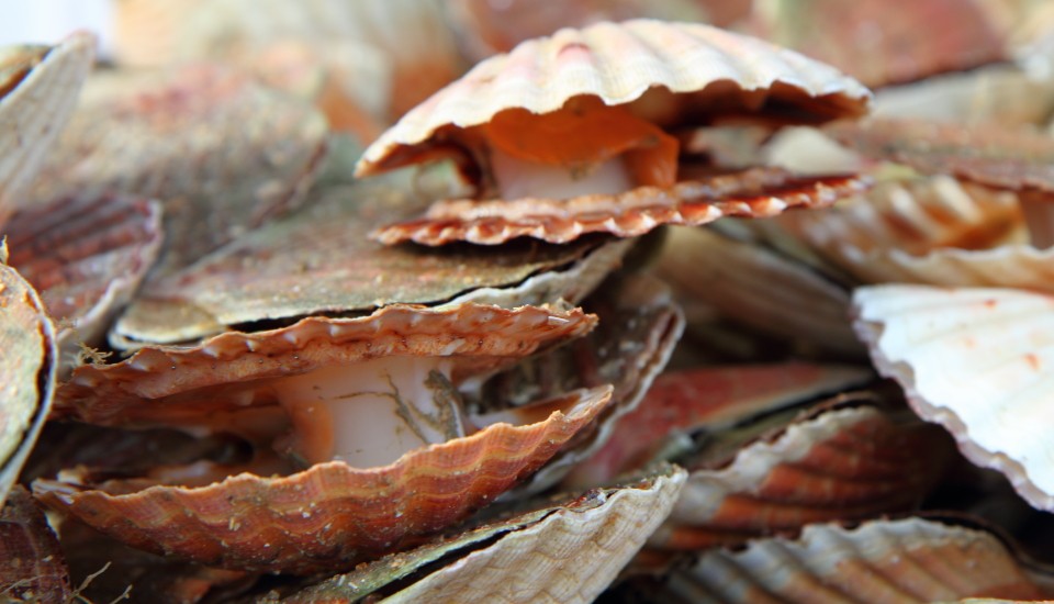 Jakobsmuscheln/Coquilles St-Jacques