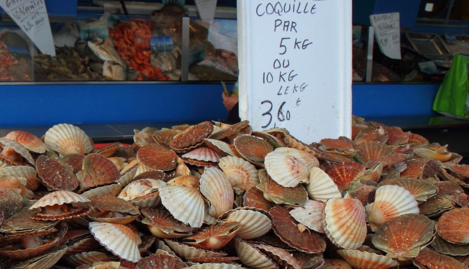 Jakobsmuscheln/Coquilles St-Jacques