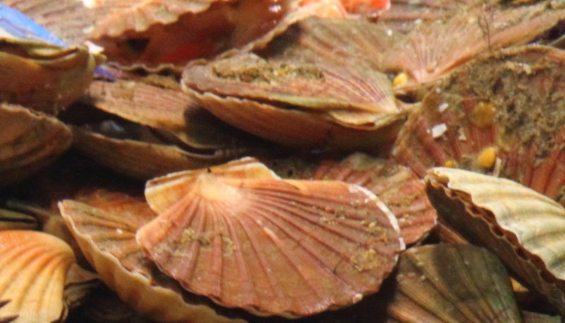 Jakobsmuscheln/Coquilles St-Jacques