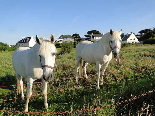 Ferienwohnung Bretagne Kerjagu auf der Île Grande