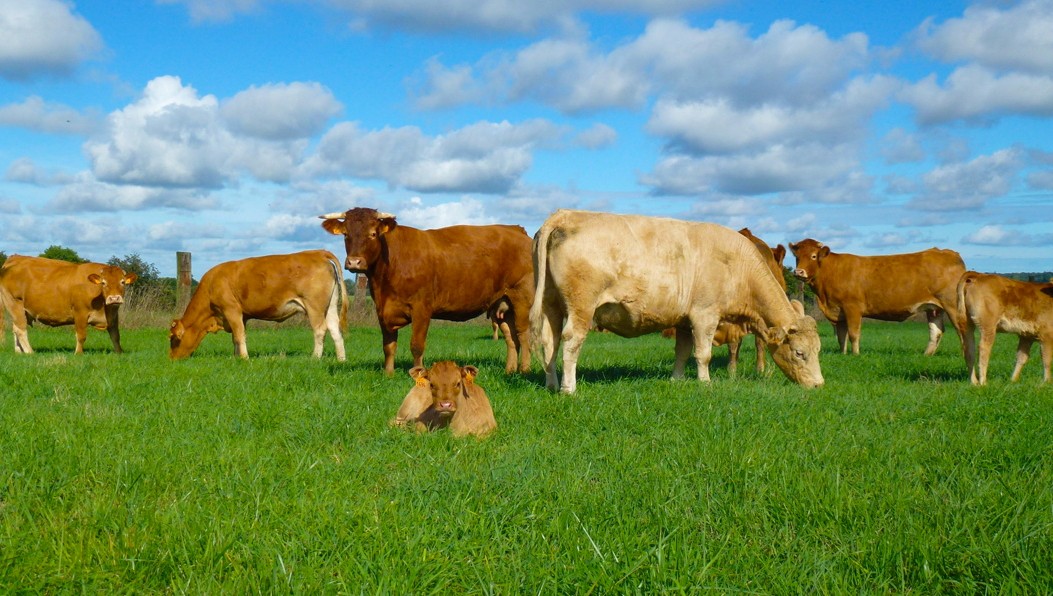 Ferienhäuser Bretagne Lamour - Unsere Kühe