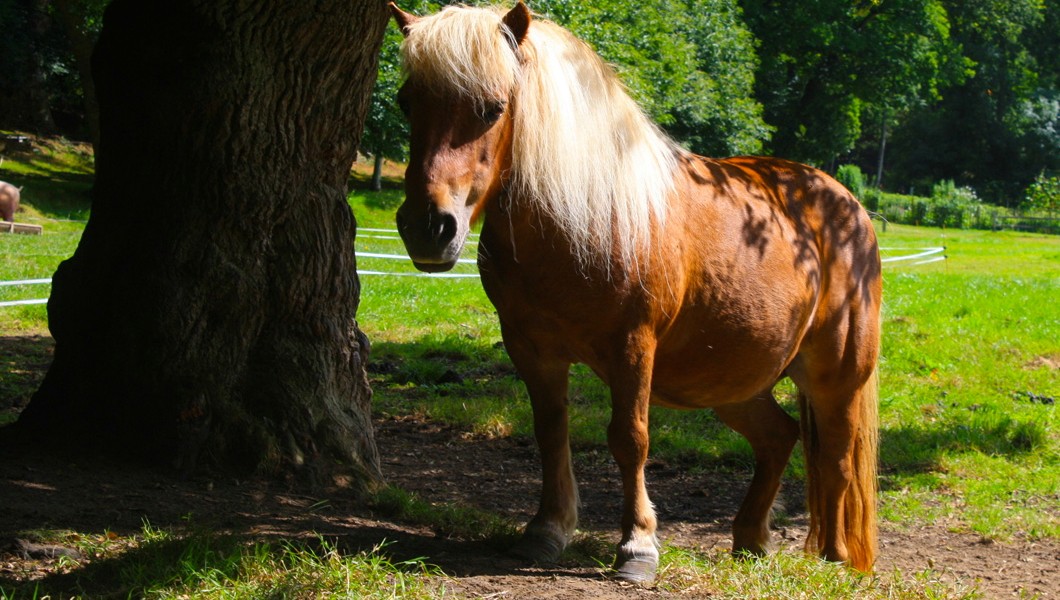 Ferienhäuser Bretagne Lamour - Unsere Ponys