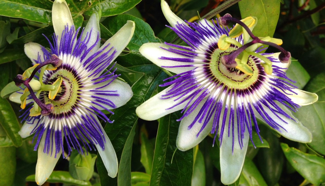 Garten Ferienhaus Bretagne Lescorveau - Passionsblume