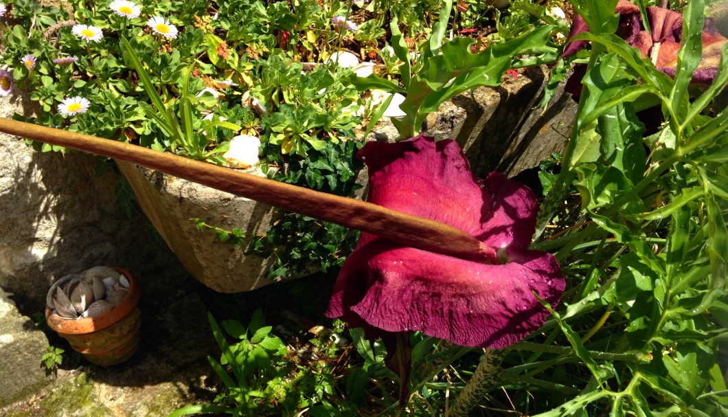 Garten Ferienhaus Bretagne Lescorveau - Amorphophallus declinata kommt aus der Ferne, blüht drei Tage im Juni