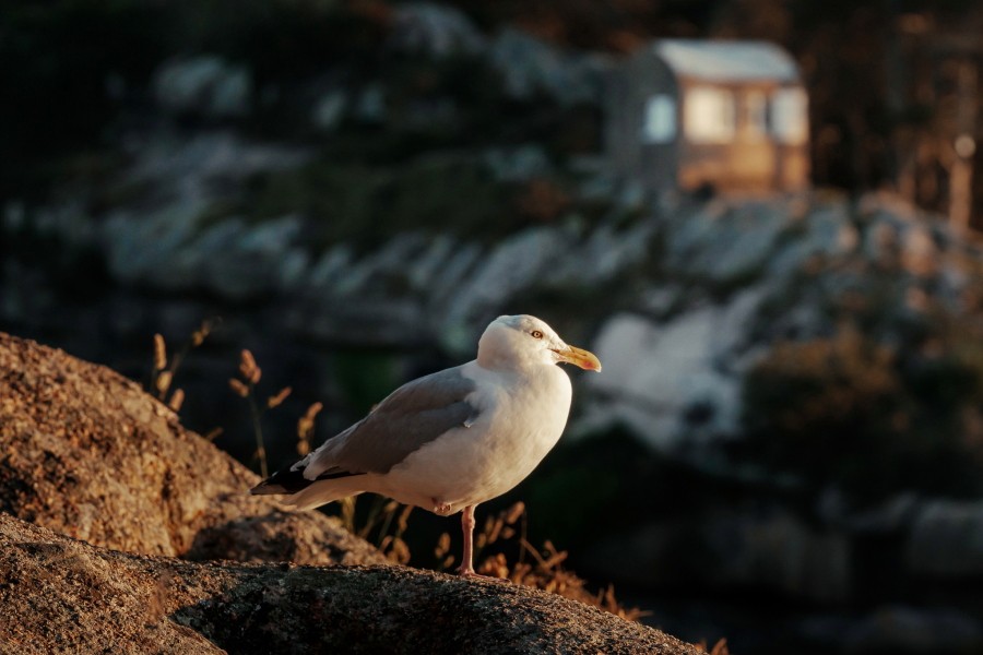 Ferienhäuser Bretagne Manoir des petites Bretonnes - die Umgebung 