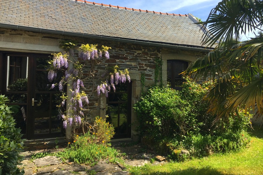 Ferienhaus Bretagne in St-Nic - Glyzinie an Hauswand