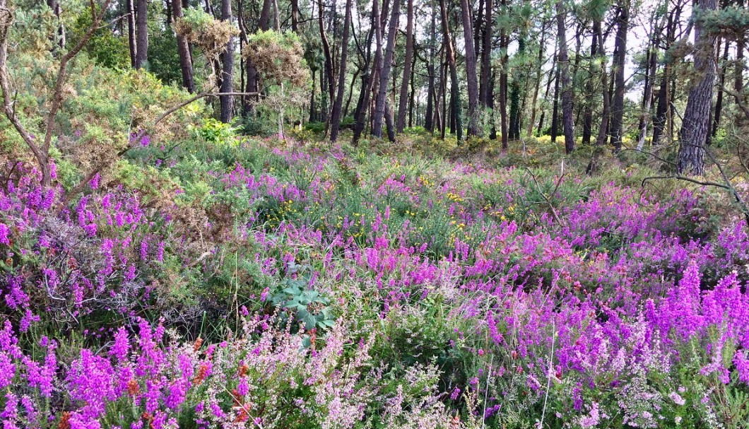 Ferienhäuser Bretagne Torarmenez Heideblüte