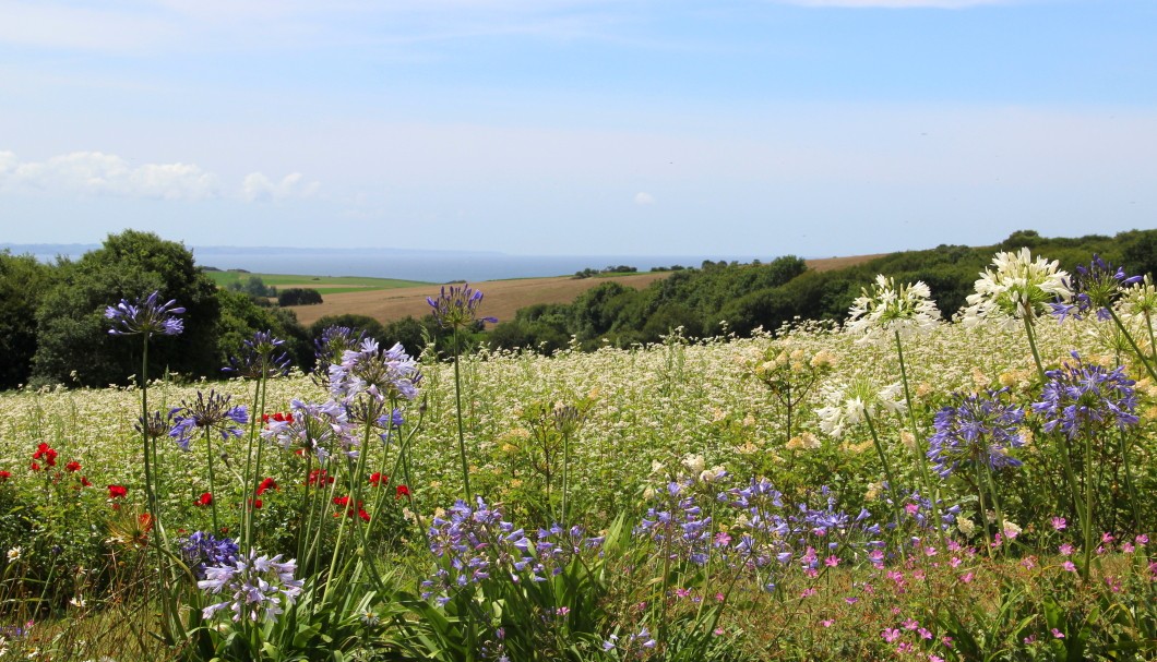 Ferienhäuser Bretagne Torarmenez Feld