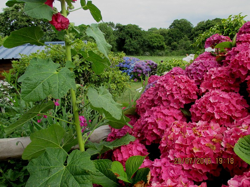 Ferienhaus Bretagne Trégastel: Der Garten