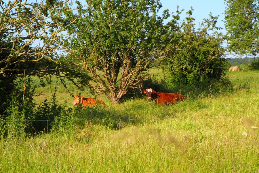 Garten-Blick nach Osten, dahinter Felder und Weiden