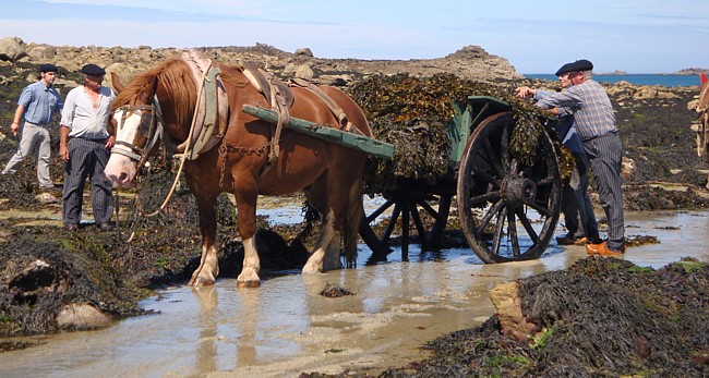 Algen in der Bretagne: Beim Algenfest in Plouguerneau werden alte Zeiten lebendig.