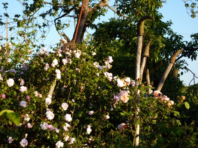 Ferienhaus Bretagne TyCoz: Der Garten.