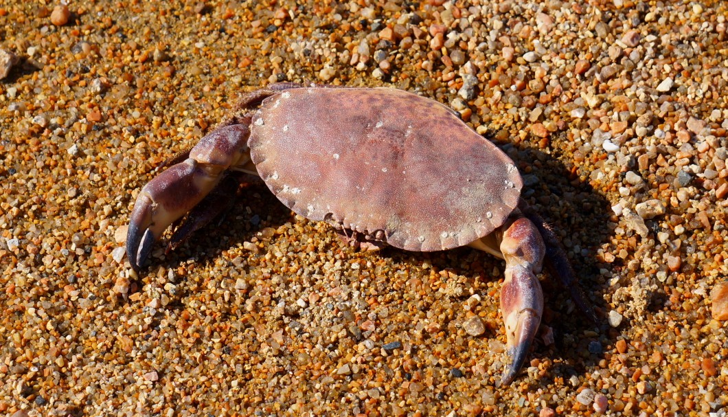 Krebs am Rosa-Granit-Strand