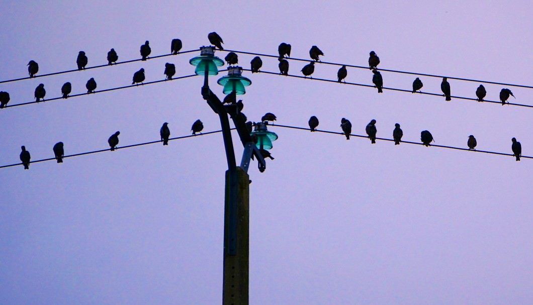 Ferienhaus TyCoz - Vögel auf Stromdrähten