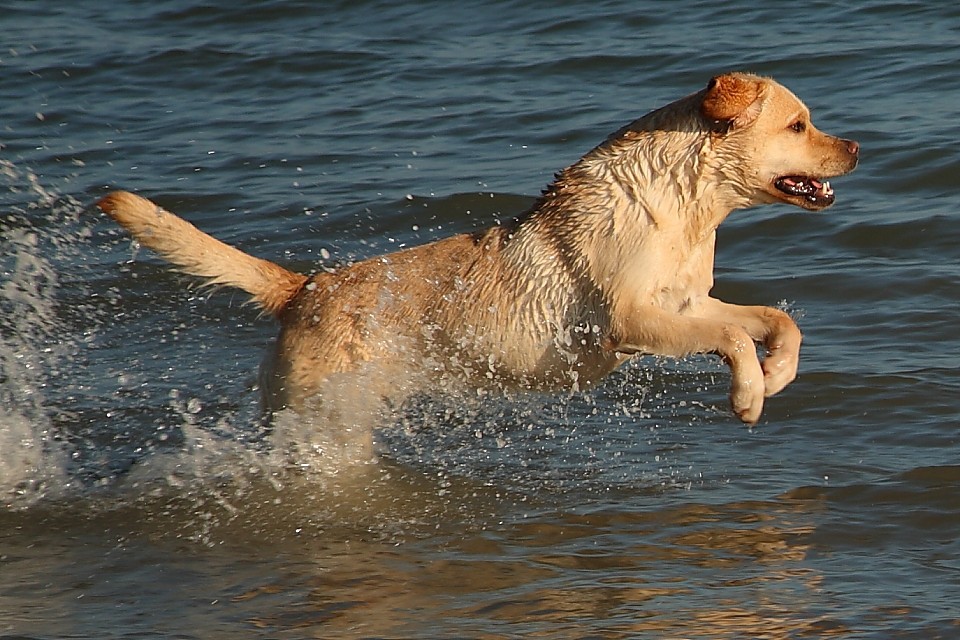 Ferienhaus Bretagne Urlaub mit Hund - hier am 30. Dezember