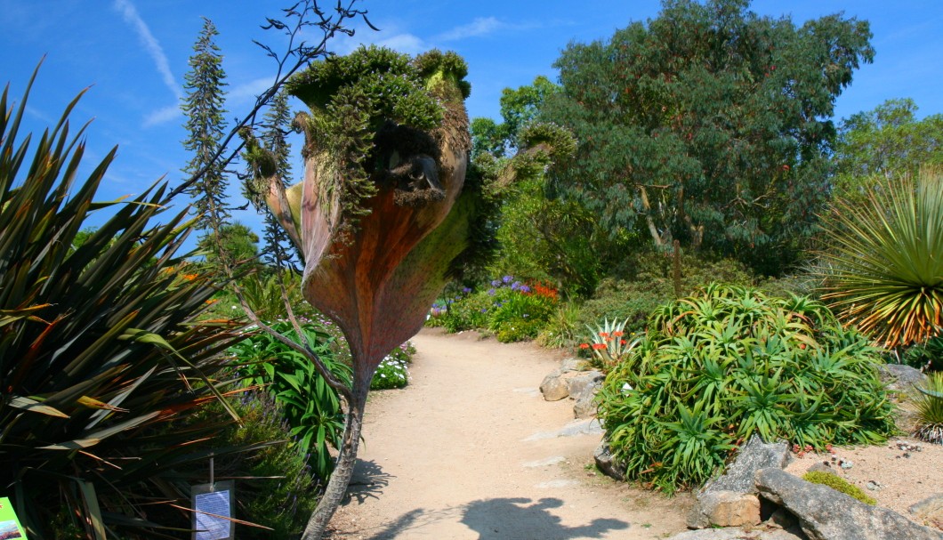 Bretagne Gärten: Botanischer Garten Roscoff 02