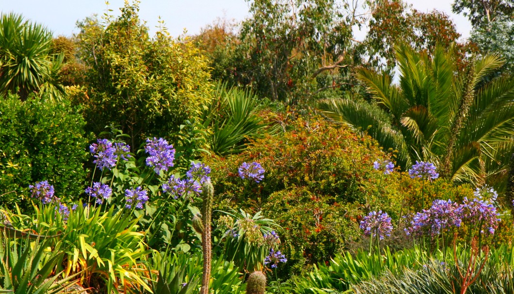 Bretagne Gärten: Botanischer Garten Roscoff 03