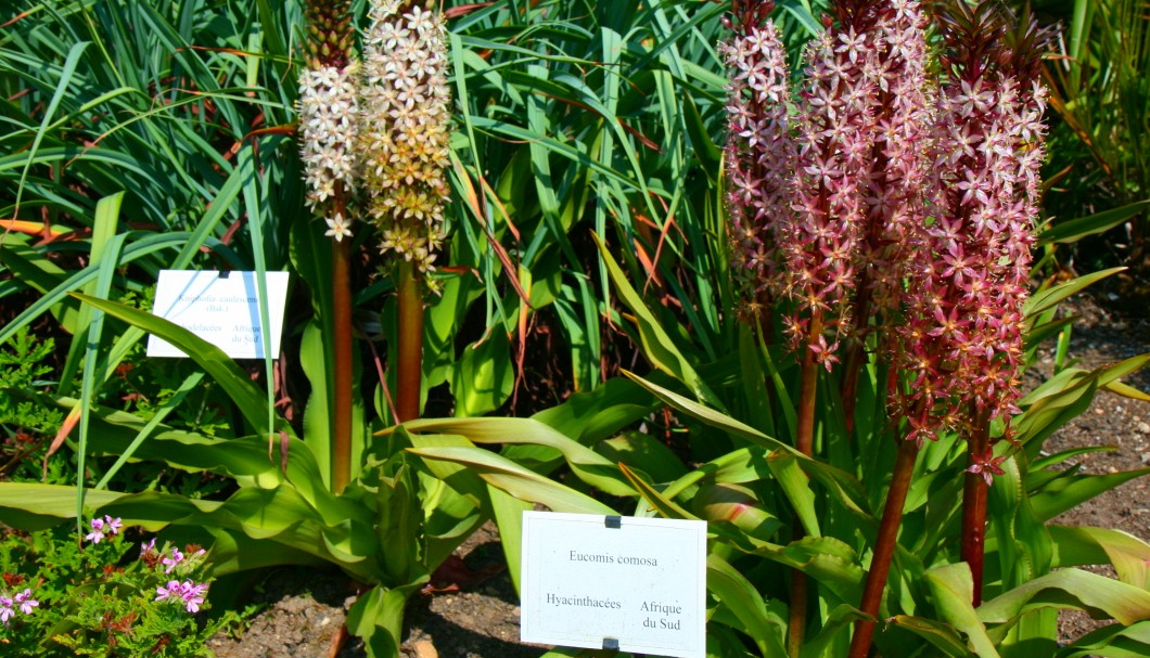 Bretagne Gärten: Botanischer Garten Roscoff 04